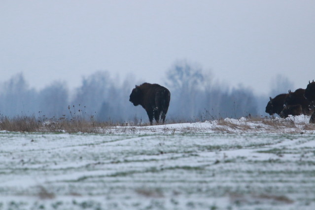 Tomasz Pisulla #348618