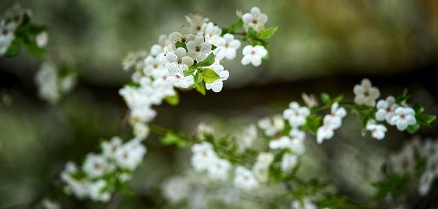 Tomasz Naglik #348851