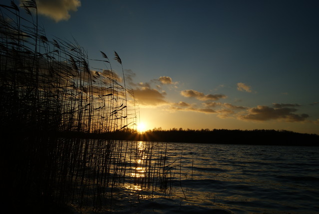 SONY DSC Misiekmaestro #173657