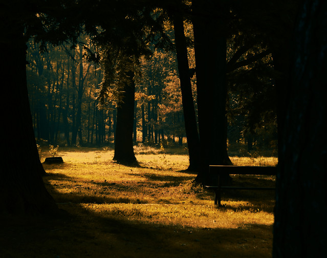 SONY DSC SONY DSC Permanently #203239