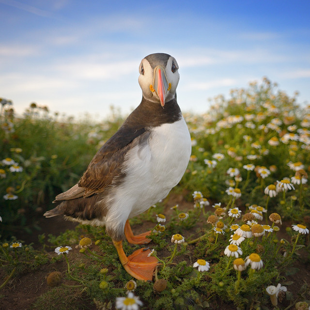 Pawel Prus Puffin