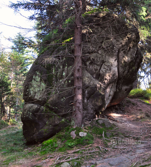 Zbigniew Kapusta #266776