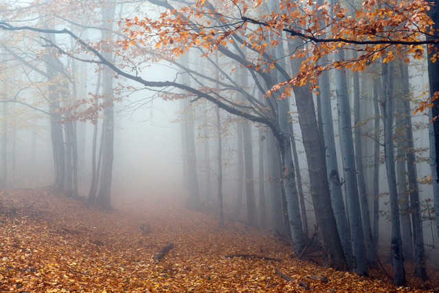 Katarzyna Świerczek-Markowska #205083