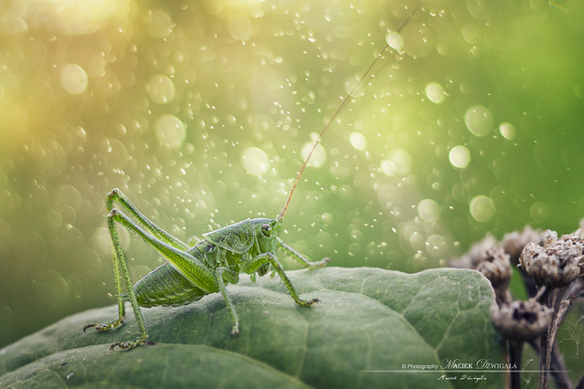 Maciej Dźwigała #271094