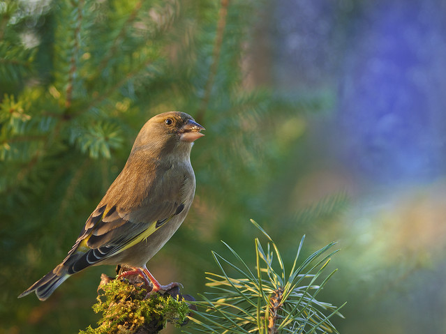 macrofun Dzwoniec zwyczajny