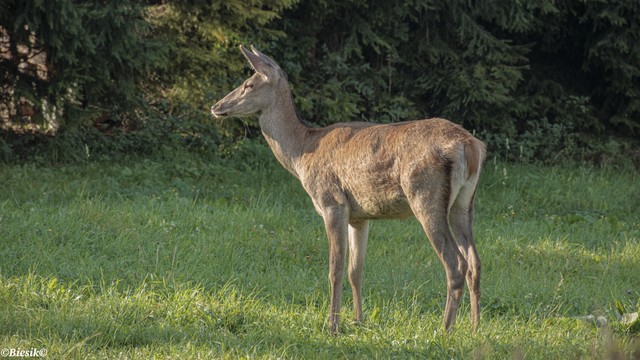 Łania na osiedlu. Biesik #346184