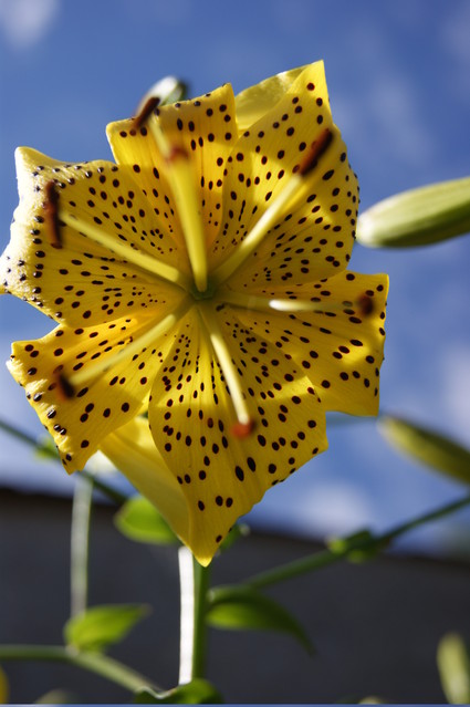 SONY DSC Paweł Korzuszek #159105