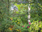 Agata OLYMPUS DIGITAL CAMERA