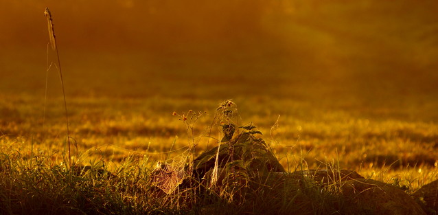 Permanently Cicha kompozycja