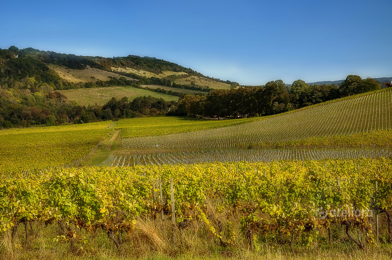 Zbigniew Kapusta | Denbies Wine Estate