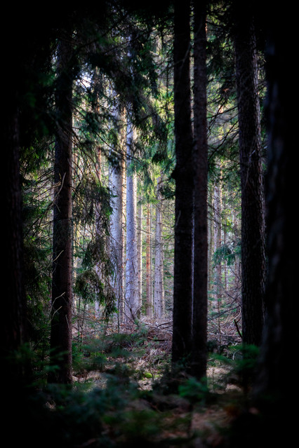 Światłolas Sulistrowiczki, Radunia. PIOTR SCHMIDT +48535444106