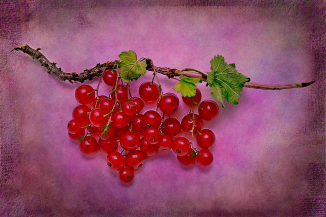 Bzox Red Currant