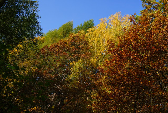 SONY DSC Misiekmaestro #173738