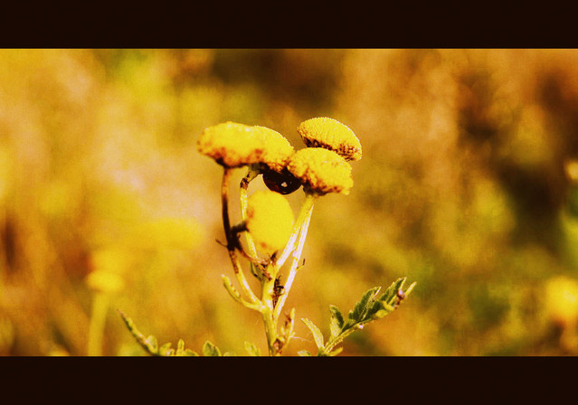 SONY DSC Picasa #232718