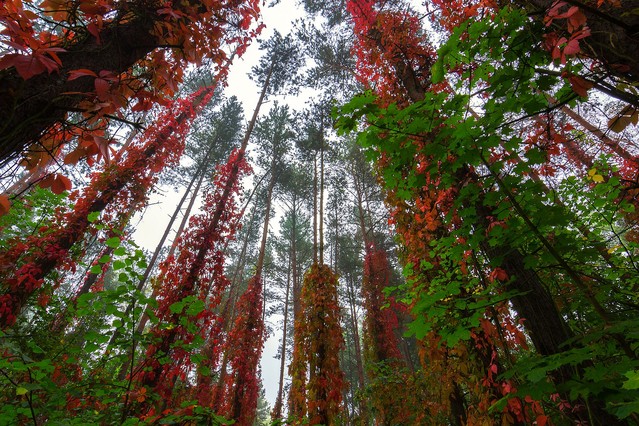 Jesien-Rezerwat przyrody Kuźnik. Krzysztof Tollas #305951