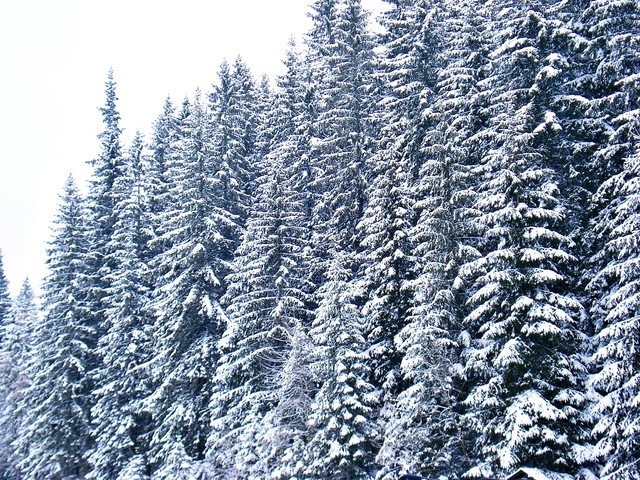 annaadamska12 #198492