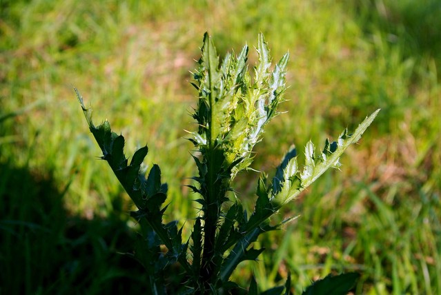 PRZYRODA Picasa #165195