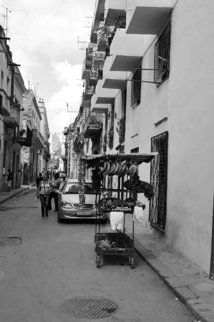 bartii #260931