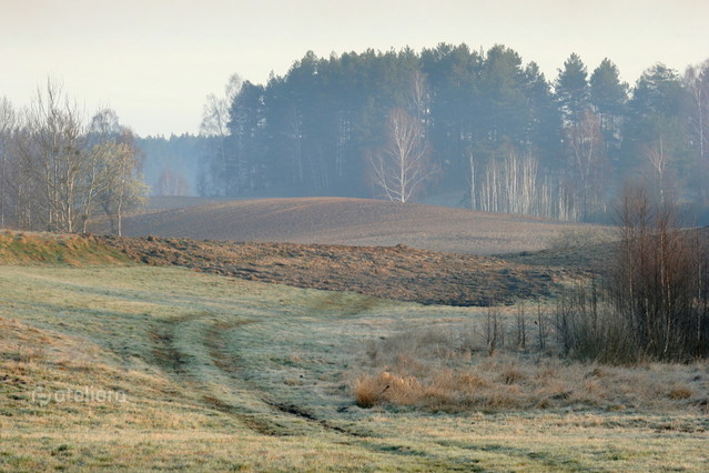 oszroniony ranek... Anka Bujniewicz #245692