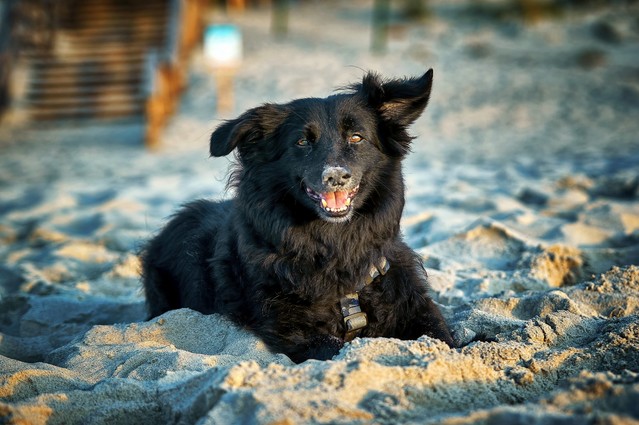 SONY DSC SONY DSC Tomasz Naglik #348106