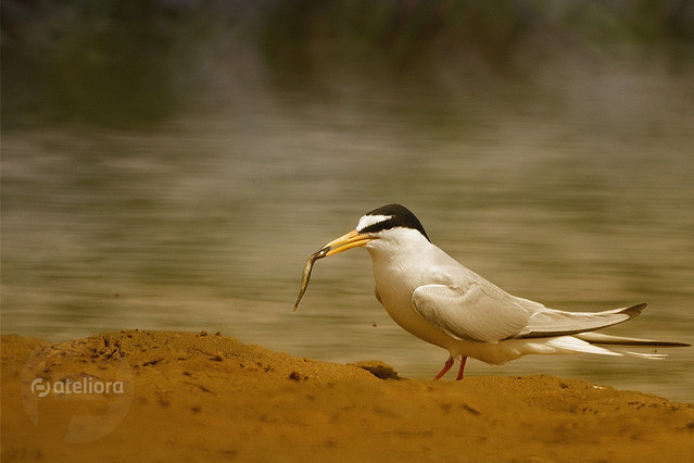 Udane łowy dzikowskileszek8 #194205