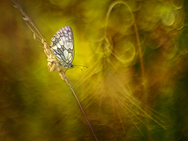 macrofun Pejzaż w zbożu