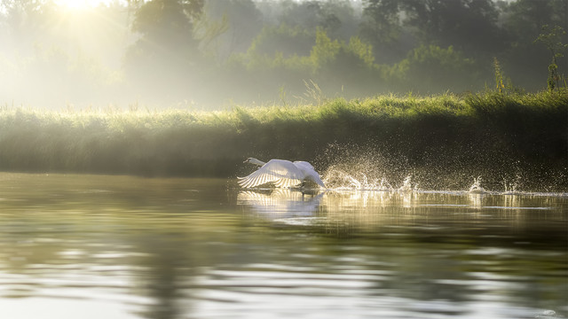 The River King Krzysztof Tollas #332352