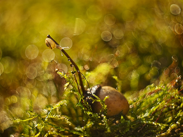 macrofun Zdobywając żołędzie szczyty