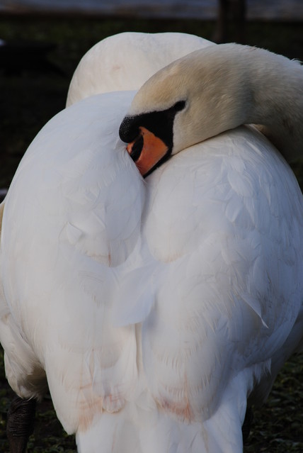 Agnieszka Nawrocka #288012