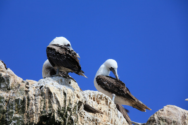 Fauna rezerwatu Paracas. Paracas, Islas Ballestas. Peru Piotr