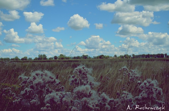 Agnieszka Rochowczyk #164710