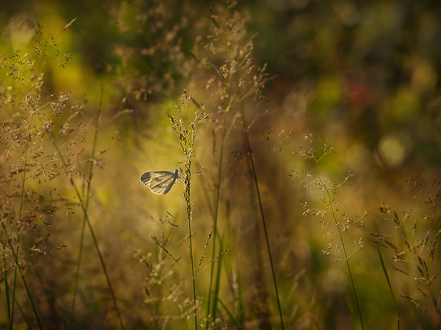 macrofun Łąkowe pejzaże