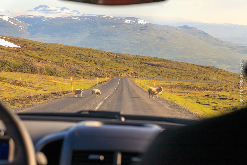 Piotr Schmidt | ICELAND