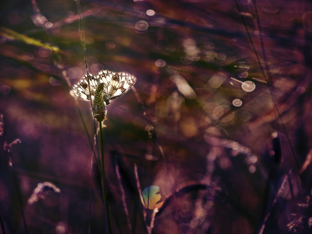 macrofun Nocne łąkowe pejzaże