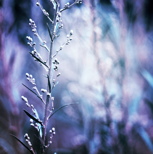 SONY DSC SONY DSC malenka740715 #161855