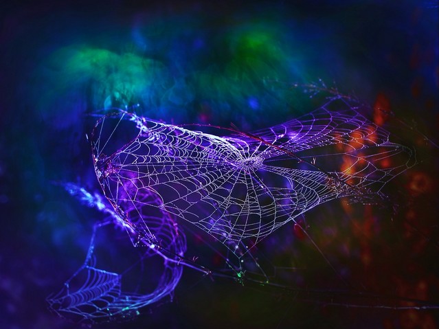 macrofun Pajęczynkowe kolorowanki