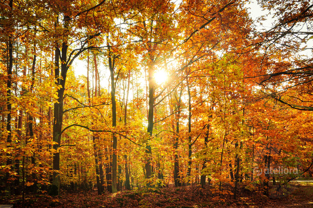 Zbigniew Kapusta #348488