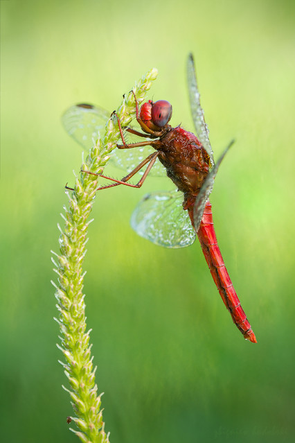 hudobskifotografia #267487