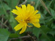 Sylwia Stańczykowska 