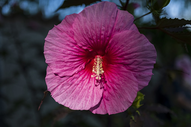 hibiscus na wyspie Mainau darios #345999