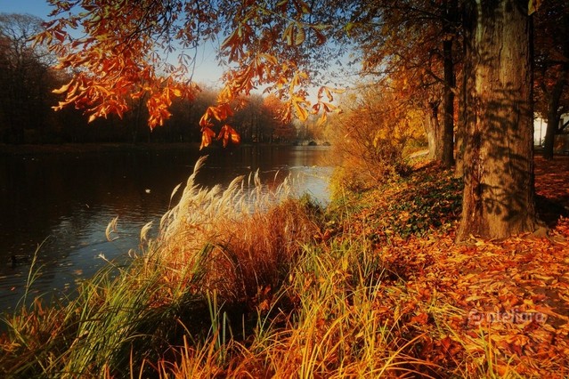 Jesień... Picasa #259631