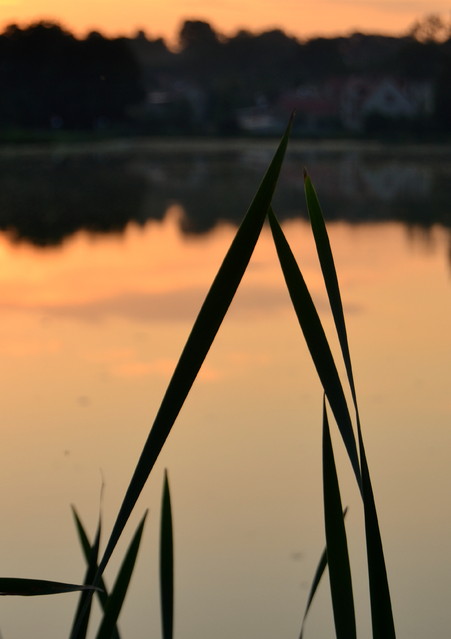Picasa #164255