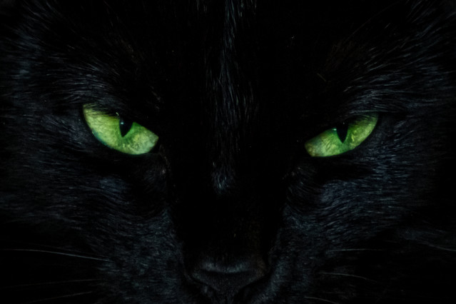 IGOR GODLEWSKI #336676