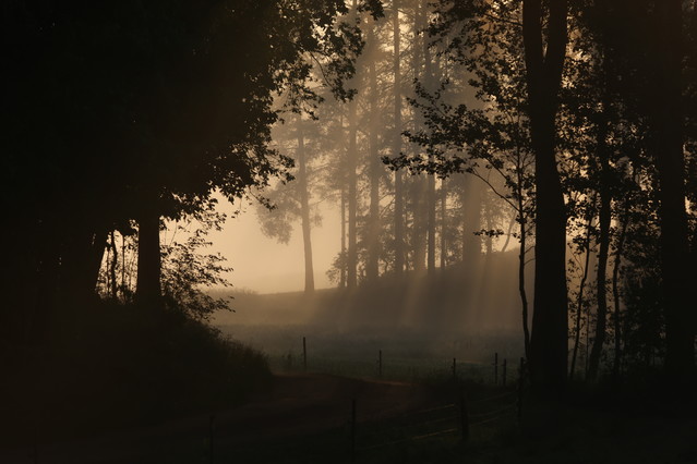 Tomasz Pisulla #347629
