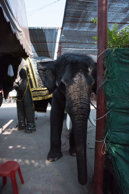 Jacek Pióro #304442