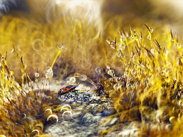 macrofun Kowal bezskrzydły ;)