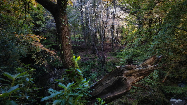 Tollymore Forest - N.Ireland - autumn '21 atenytom #337971
