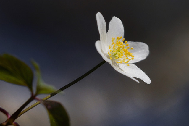 Sławek Rezerwa #348900