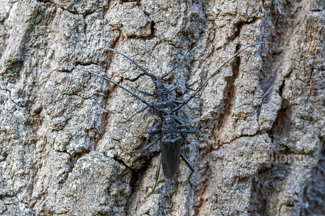 MAREK CZUBASZEK #339718