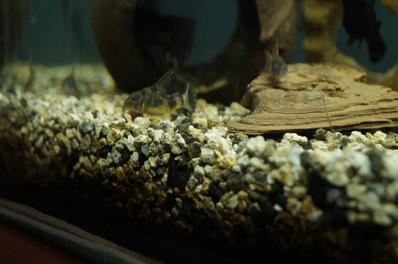 Derwisz | SONY DSC